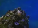 [TodoMarino.com] Intruso