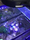[TodoMarino.com] VENDO 3 CORAL BOX MOON LED PLUS - Madrid
