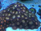 [TodoMarino.com] Colonia zoos reverse space monster - Jerez
