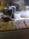 [TodoMarino.com] Comedores de zoanthus