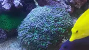 [TodoMarino.com] NOHAYMUS REEF V2.0 (750 litros)