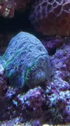 [TodoMarino.com] NOHAYMUS REEF V2.0 (750 litros)