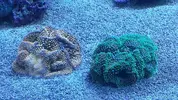 [TodoMarino.com] NOHAYMUS REEF V2.0 (750 litros)