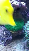 [TodoMarino.com] NOHAYMUS REEF V2.0 (750 litros)