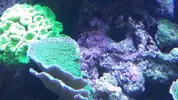 [TodoMarino.com] NOHAYMUS REEF V2.0 (750 litros)
