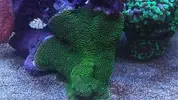 [TodoMarino.com] NOHAYMUS REEF V2.0 (750 litros)