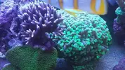 [TodoMarino.com] NOHAYMUS REEF V2.0 (750 litros)