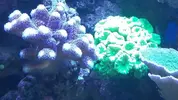[TodoMarino.com] NOHAYMUS REEF V2.0 (750 litros)