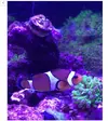 [TodoMarino.com] Eliminar punto blanco del acuario