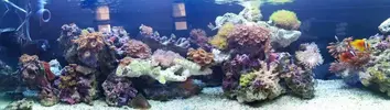 [TodoMarino.com] Acuario de 120 litros aprox.