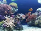 [TodoMarino.com] Acuario de 120 litros aprox.
