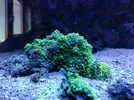 [TodoMarino.com] Ricordea verde fluor. 2x 20 euros. Madrid - Madrid
