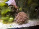 [TodoMarino.com] Regalo peces y corales por desmonte (Boadilla del monte)