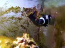 [TodoMarino.com] Regalo peces y corales por desmonte (Boadilla del monte)