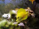 [TodoMarino.com] Regalo peces y corales por desmonte (Boadilla del monte)