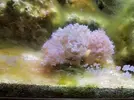 [TodoMarino.com] Regalo peces y corales por desmonte (Boadilla del monte)