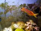 [TodoMarino.com] Regalo peces y corales por desmonte (Boadilla del monte)