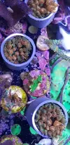 [TodoMarino.com] Vendo algunas cosillas y corales - Madrid