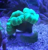 [TodoMarino.com] Caulastrea Hulk /Euphyllia Divisa (Madrid) - Madrid (zona Cuatro Caminos)