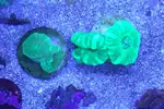 [TodoMarino.com] Caulastrea Hulk /Euphyllia Divisa (Madrid) - Madrid (zona Cuatro Caminos)