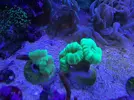 [TodoMarino.com] Caulastrea Hulk /Euphyllia Divisa (Madrid) - Madrid (zona Cuatro Caminos)