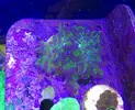 [TodoMarino.com] Caulastrea Hulk /Euphyllia Divisa (Madrid) - Madrid (zona Cuatro Caminos)