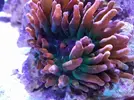 [TodoMarino.com] Cambio anémona cuadricolor