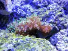 [TodoMarino.com] ¿Qué coral es?