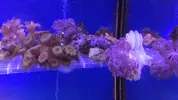 [TodoMarino.com] Palitoas verdes, Xenia punsante, sinularia brassica, y echinopora lamellosa Leganés - Leganés