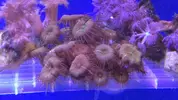 [TodoMarino.com] Palitoas verdes, Xenia punsante, sinularia brassica, y echinopora lamellosa Leganés - Leganés