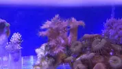 [TodoMarino.com] Palitoas verdes, Xenia punsante, sinularia brassica, y echinopora lamellosa Leganés - Leganés