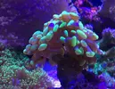 [TodoMarino.com] Euphyllia divisa - Madrid (RESERVADA)