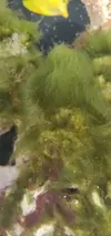 [TodoMarino.com] Ayuda! Muerte de caracoles