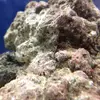 [TodoMarino.com] Nano de 30 litros