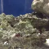 [TodoMarino.com] Nano de 30 litros