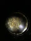 [TodoMarino.com] GUIA DINOFLAGELADOS!!!