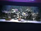 [TodoMarino.com] Compro peces, invertebrados y corales.BARATOS POR FAVOR. Mostoles