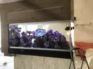 [TodoMarino.com] GUIA DINOFLAGELADOS!!!