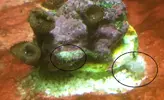 [TodoMarino.com] ¿Identificación de este caracol? comiendo cianobacteria.