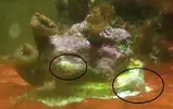 [TodoMarino.com] ¿Identificación de este caracol? comiendo cianobacteria.