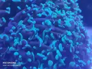 [TodoMarino.com] Euphyllia divisa - Madrid (RESERVADA)