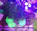 [TodoMarino.com] Mi pequeño reef 32L