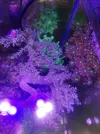 [TodoMarino.com] Mi pequeño reef 32L
