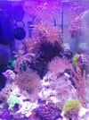 [TodoMarino.com] Mi pequeño reef 32L