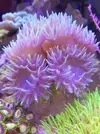 [TodoMarino.com] Mi pequeño reef 32L