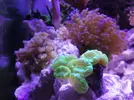 [TodoMarino.com] Mi pequeño reef 32L