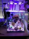 [TodoMarino.com] Mi pequeño reef 32L