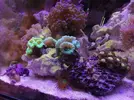 [TodoMarino.com] Mi pequeño reef 32L
