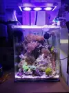 [TodoMarino.com] Mi pequeño reef 32L