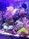 [TodoMarino.com] Mi pequeño reef 32L